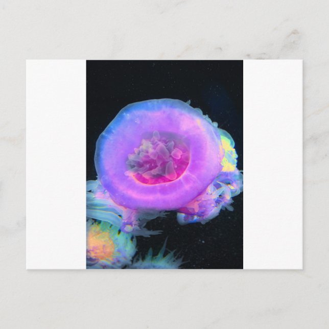 Jellyfish Vykort (Framsida)