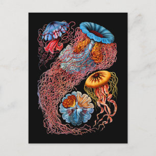 Jellyfish Vykort