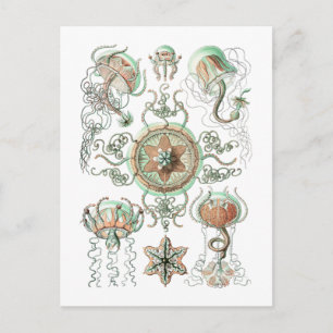 Jellyfish Vykort