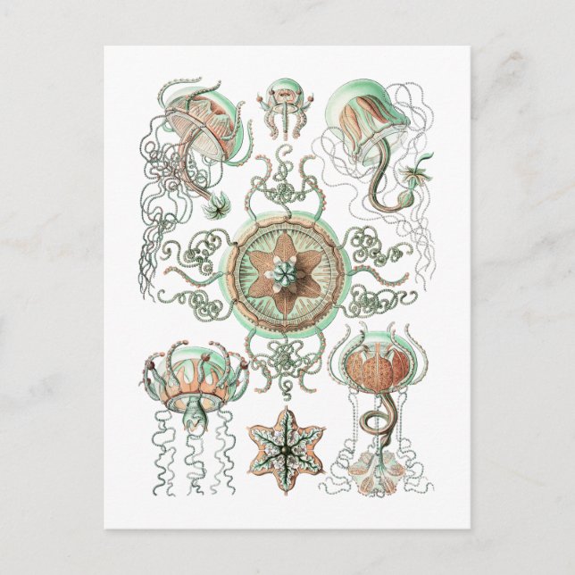 Jellyfish Vykort (Framsida)