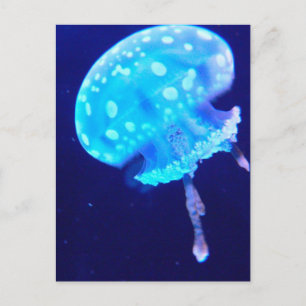 Jellyfish Vykort