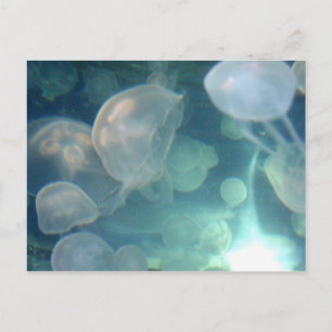 Jellyfish Vykort