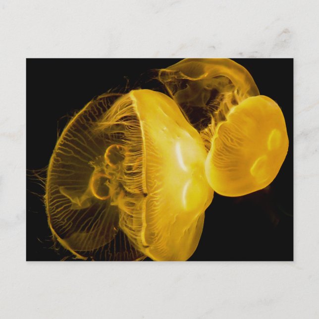 Jellyfish Vykort (Framsida)