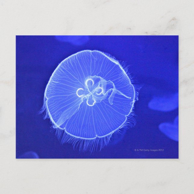 Jellyfish Vykort (Framsida)
