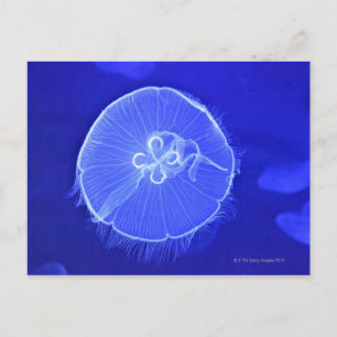 Jellyfish Vykort