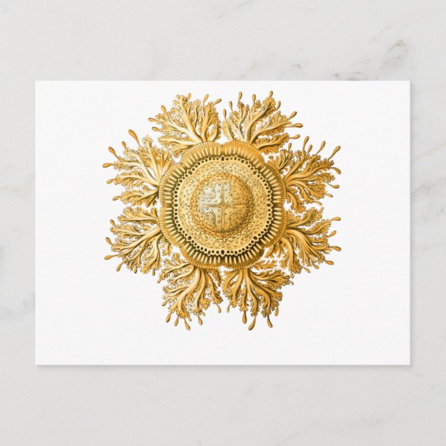 Jellyfish Vykort (Framsida)