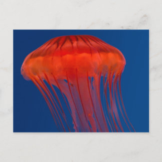 Jellyfish Vykort