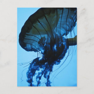 Jellyfish Vykort