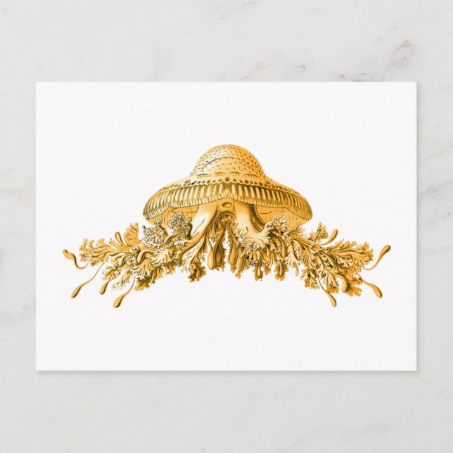 Jellyfish Vykort (Framsida)