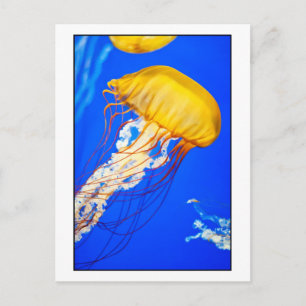 Jellyfish Vykort