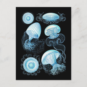 Jellyfish Vykort