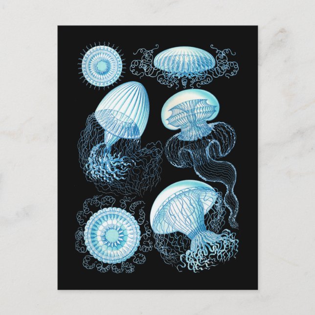 Jellyfish Vykort (Framsida)