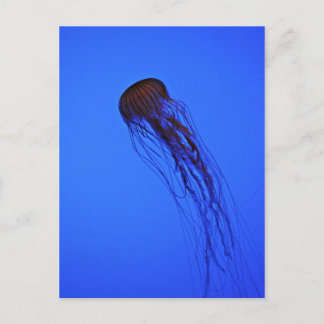 Jellyfish Vykort