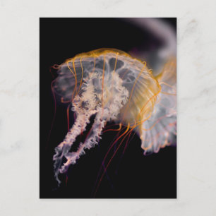 Jellyfish Vykort