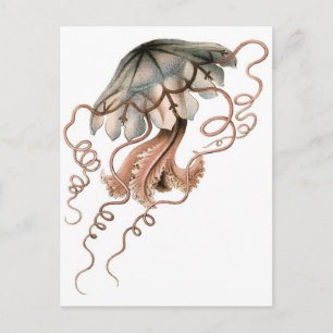 Jellyfish Vykort