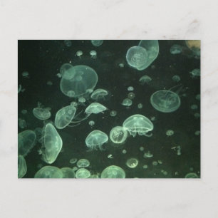 Jellyfish-vykort Vykort
