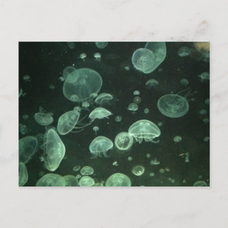 Jellyfish-vykort Vykort