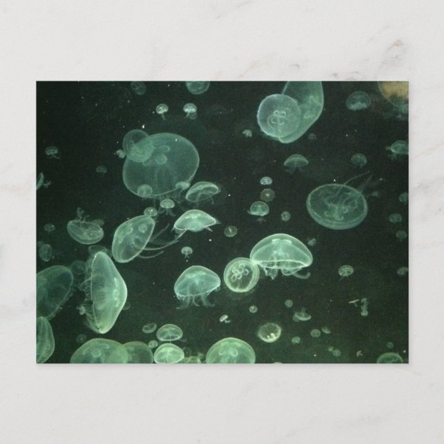 Jellyfish-vykort Vykort (Framsida)
