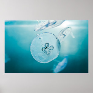 JELLYFISHES UNDERVATTEN POSTER