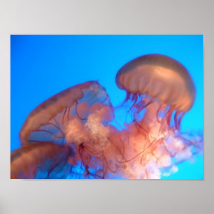 jellyfisk 4 poster