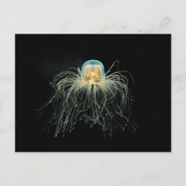 Jellyfisk (turritopsis nutricula) vykort