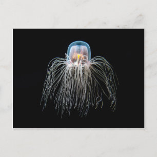 Jellyfisk (turritopsis nutricula) vykort