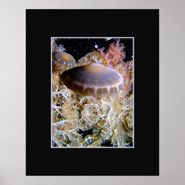 Jellyship Poster (Framsidan)