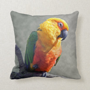 Jenday Conure kudder Kudde