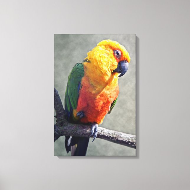 Jenday Conure Lindad Canvas (Framsida)