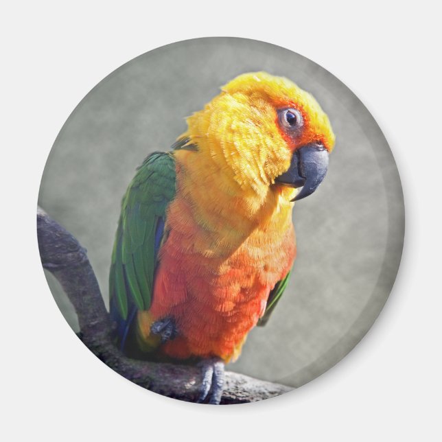 Jenday Conure Magnet (Framsidan)