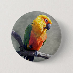 Jenday Conure Märke Knapp