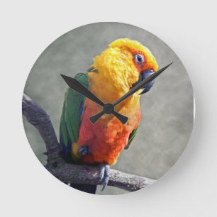 Jenday Conure tar tid på Rund Klocka