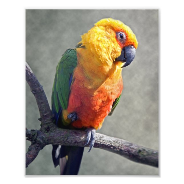 Jenday Conure-utskrift Fototryck (Framsidan)