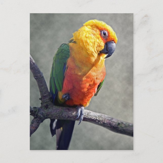 Jenday Conure-vykort Vykort (Framsida)