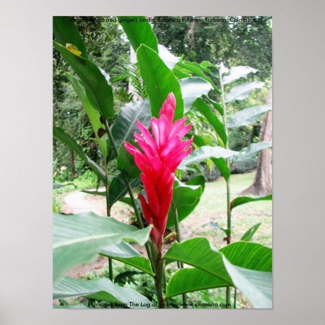 Jengibre rojo (rödingefära) poster (Framsidan)