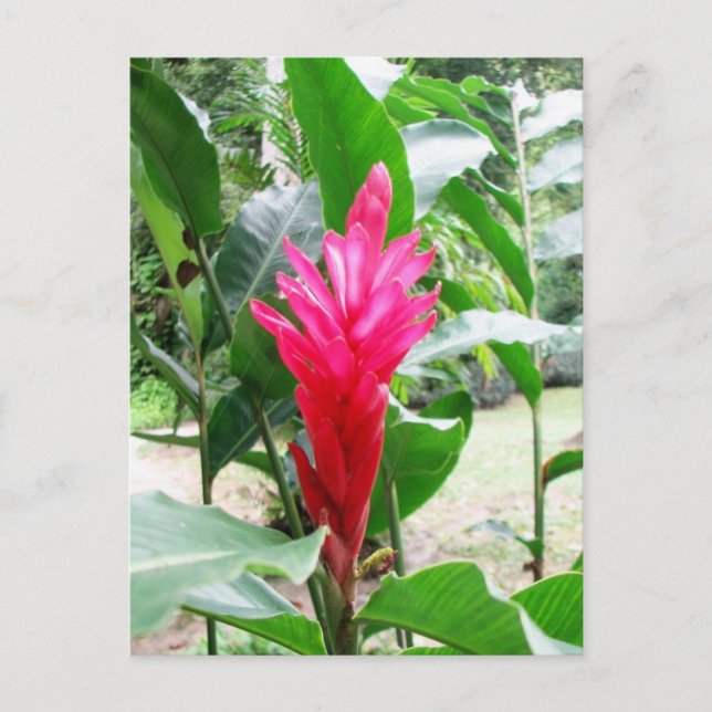 Jengibre rojo vykort (Framsida)