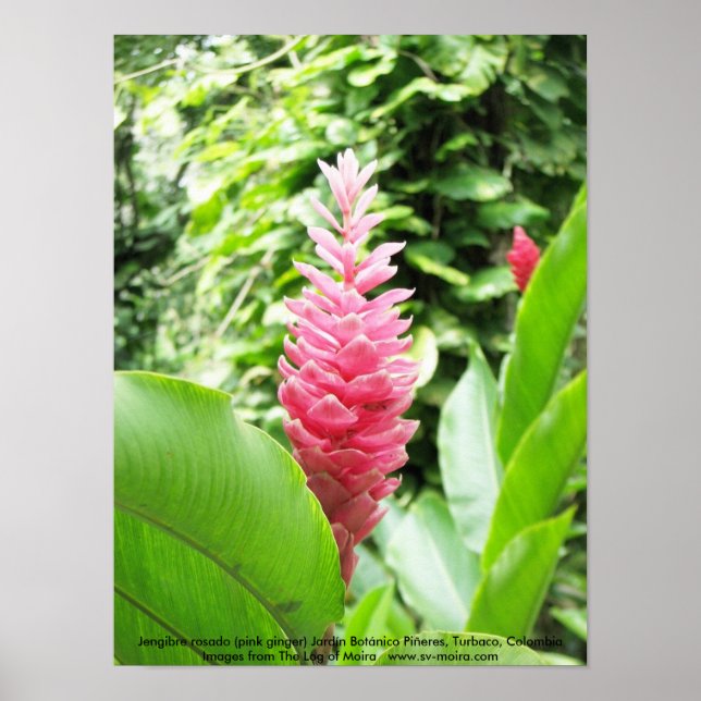 Jengibre rosado (rosa ginger) poster (Framsidan)