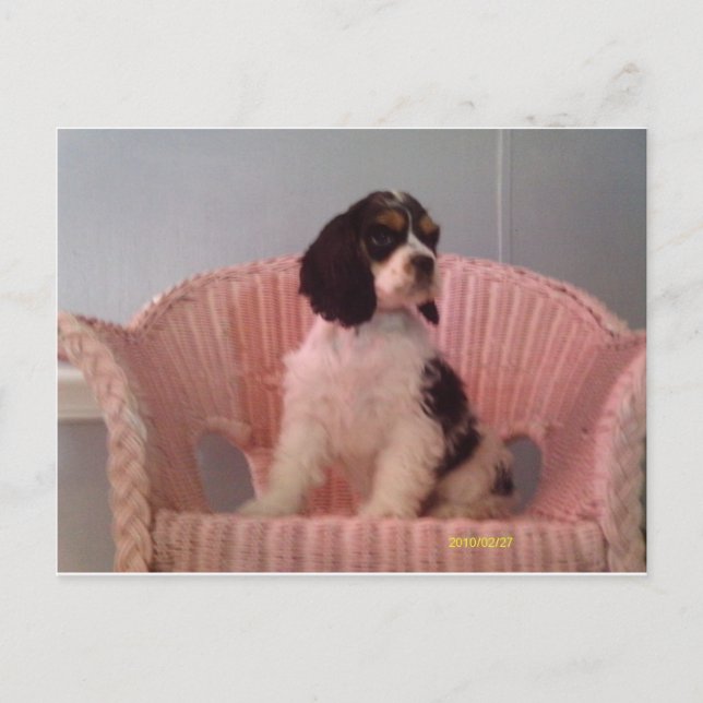 Jenna, Tri amerikansk cocker spaniel valp Vykort (Framsida)