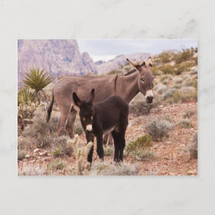 Jenny's Foal Vykort