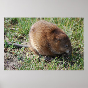 Jerry the muskrat poster