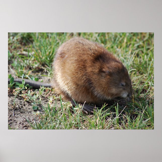 Jerry the muskrat poster (Framsidan)