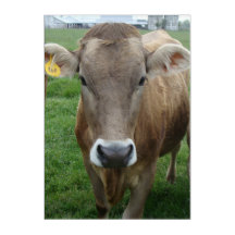 Jersey Cow Porträtt