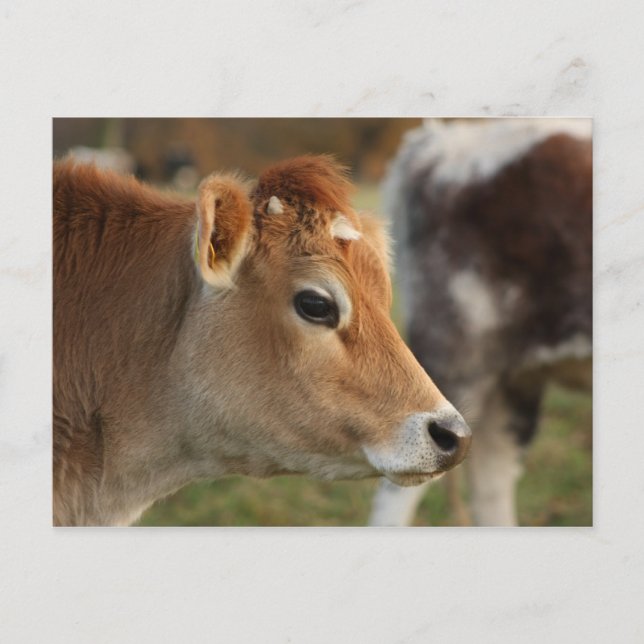 Jersey Cow Vykort (Framsida)