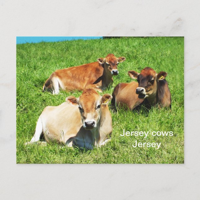 Jersey cows boskap vykort (Framsida)