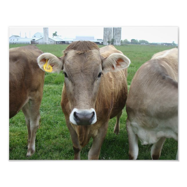 Jersey Cows in Ohio Rural Landscape Landscape Fototryck (Framsidan)