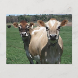 Jersey cows vykort