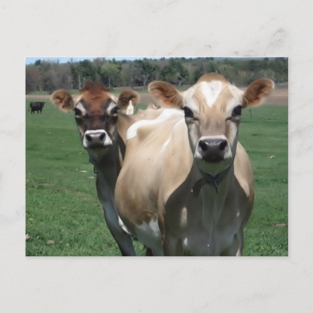 Jersey cows vykort (Framsida)