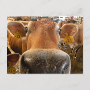 Jersey Dairy Cow Close Photo Postcard Vykort