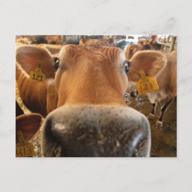 Jersey Dairy Cow Close Photo Postcard Vykort (Framsida)