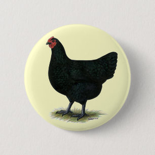 Jersey Giant: Black Hen Knapp